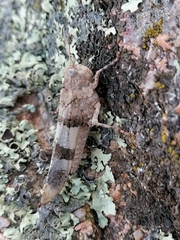 Oedipoda caerulescens sardeti