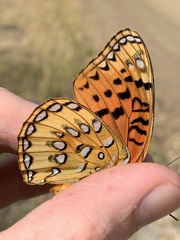 Speyeria nokomis