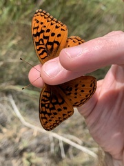 Speyeria nokomis