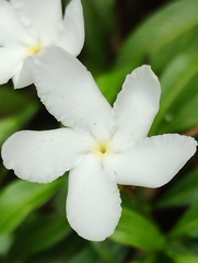 Tabernaemontana divaricata