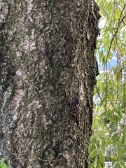 Graptopsaltria nigrofuscata