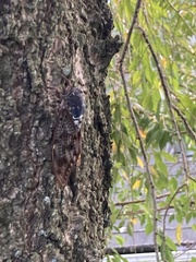 Graptopsaltria nigrofuscata