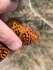 Speyeria nokomis