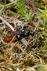 Amblyjoppa fuscipennis
