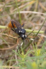 Amblyjoppa fuscipennis