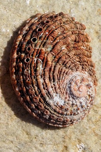 Haliotis roei J.E.Gray, 1826