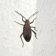 Leptocoris tagalicus