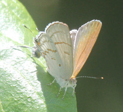Hypolycaena philippus