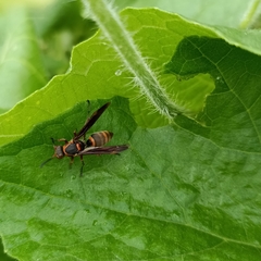 Polistes quadricingulatus