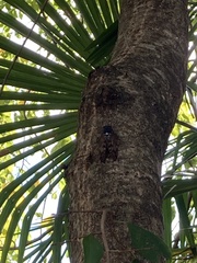 Graptopsaltria nigrofuscata