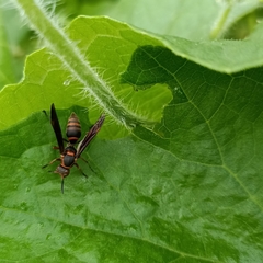 Polistes quadricingulatus