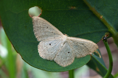 Scopula liotis