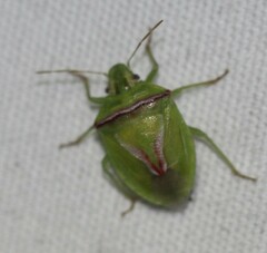 Cyptocephala elegans