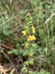 Gemeiner Odermennig (Agrimonia eupatoria): Herkunft und Verwendung — Foto 2