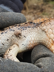 Bothriocroton hydrosauri