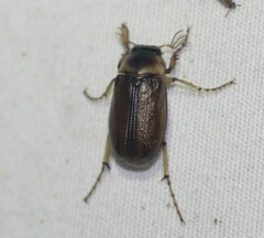 Phyllophaga tusa