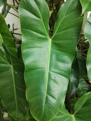 Philodendron burle-marxii