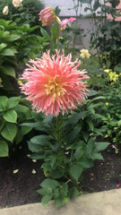 Dahlia pinnata