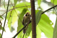 Paradoxornis guttaticollis