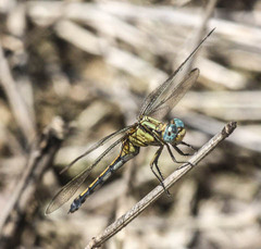 Orthetrum hintzi