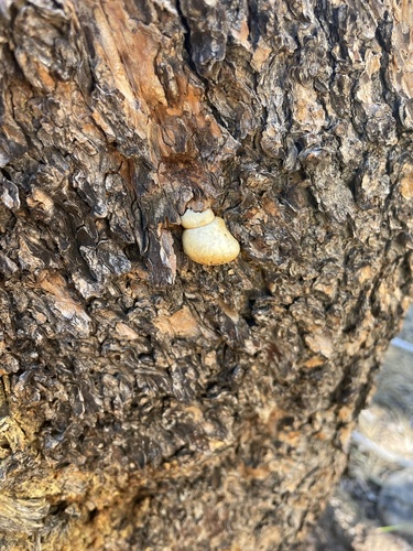 iNaturalist observation photo of Veiled Polypore