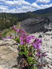 Penstemon davidsonii davidsonii