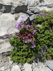 Penstemon davidsonii davidsonii