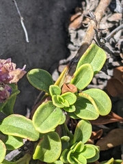 Penstemon davidsonii davidsonii