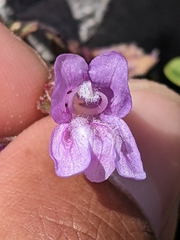 Penstemon davidsonii davidsonii