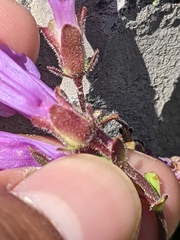 Penstemon davidsonii davidsonii