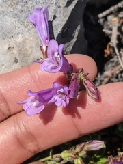 Penstemon davidsonii davidsonii