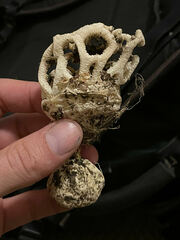 Clathrus chrysomycelinus