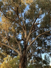 Eucalyptus albens