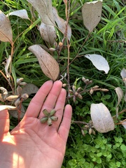 Eucalyptus albens