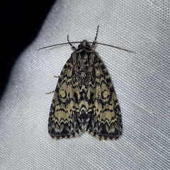Acronicta heitzmani