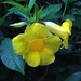 Golden Trumpet - Photo (c) eagleloft, some rights reserved (CC BY-NC), uploaded by eagleloft