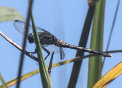 Diplacodes lefebvrii