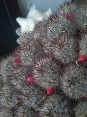 Mammillaria