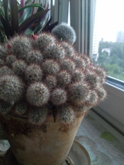 Mammillaria