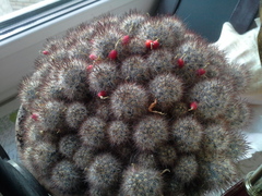 Mammillaria