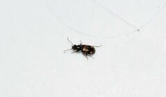 Bembidion articulatum