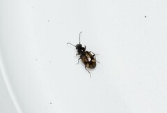 Bembidion articulatum