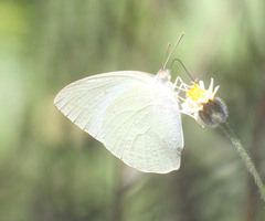 Catopsilia florella