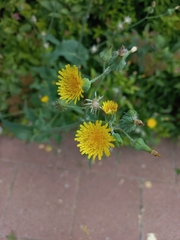 Sonchus oleraceus