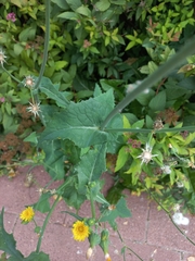 Sonchus oleraceus