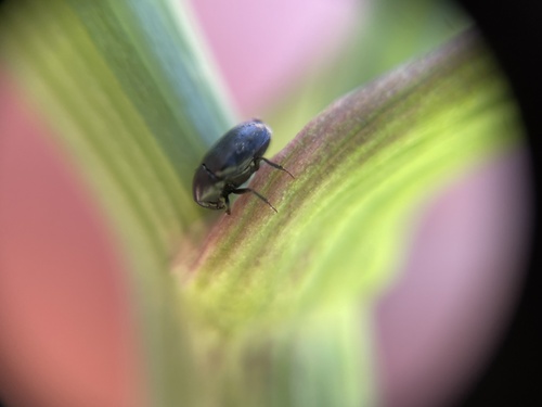 iNaturalist observation photo of Dark Carpet Beetle