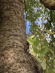 Graptopsaltria nigrofuscata