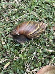 Lissachatina fulica