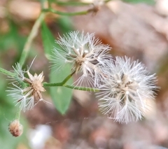 Cyanthillium cinereum