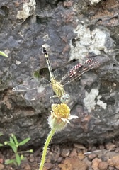 Diplacodes trivialis
